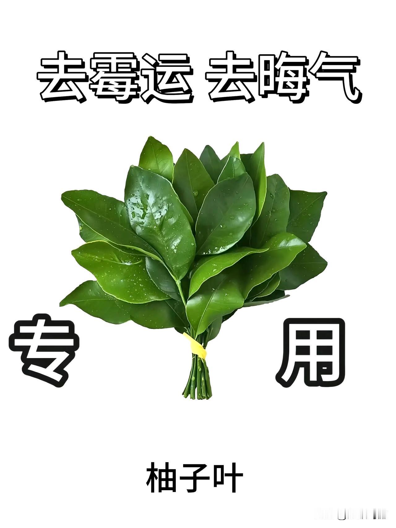 柚子叶 去霉运🍃 ​