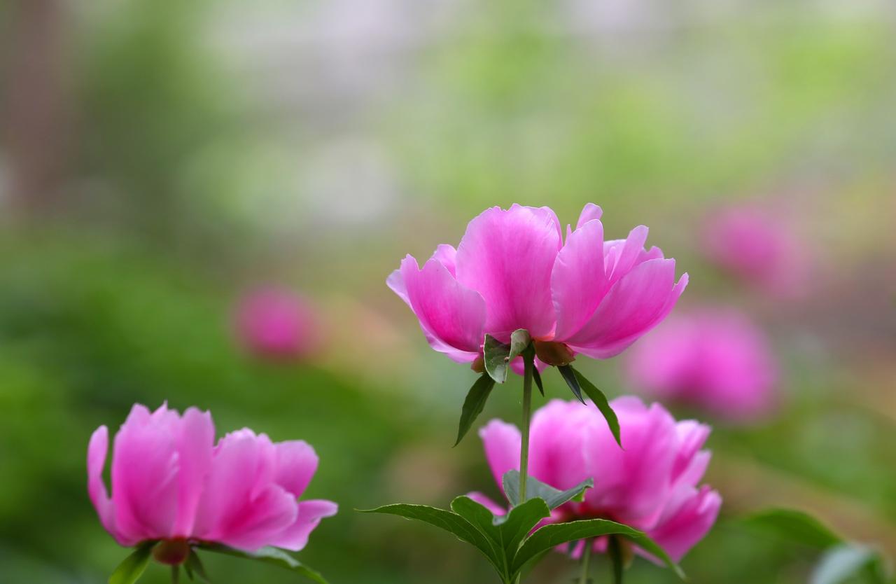 今日立夏，
但风依然凉凉。
估计等到5月中旬，
夏天的感觉才回扑面而来。
那时的