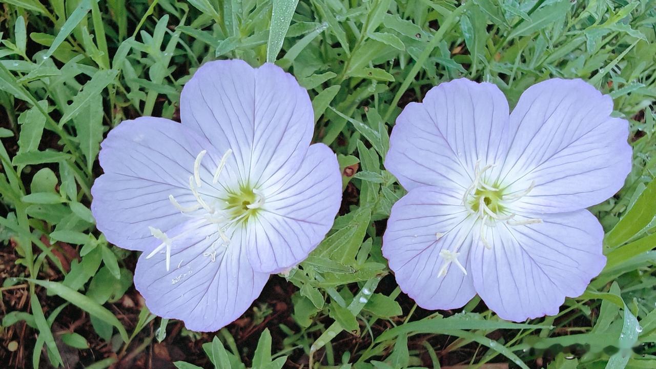 夏日生活打卡季四翅月见草