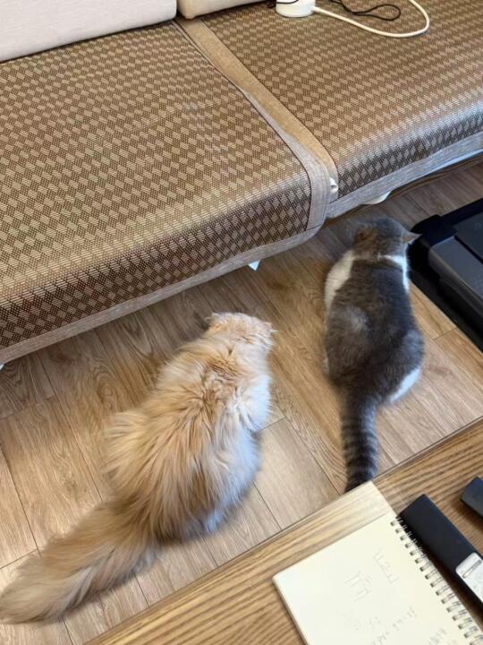 俩兄弟观摩新来的小伙伴中～
