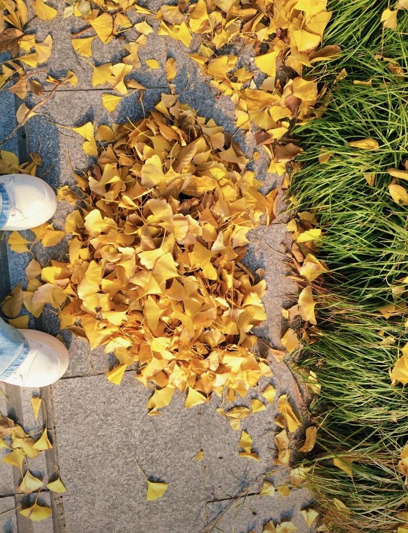 明明上周还在捡银杏做书签，这周就只能裹着厚外套啦！风卷走最后一片银杏，枝头空得发
