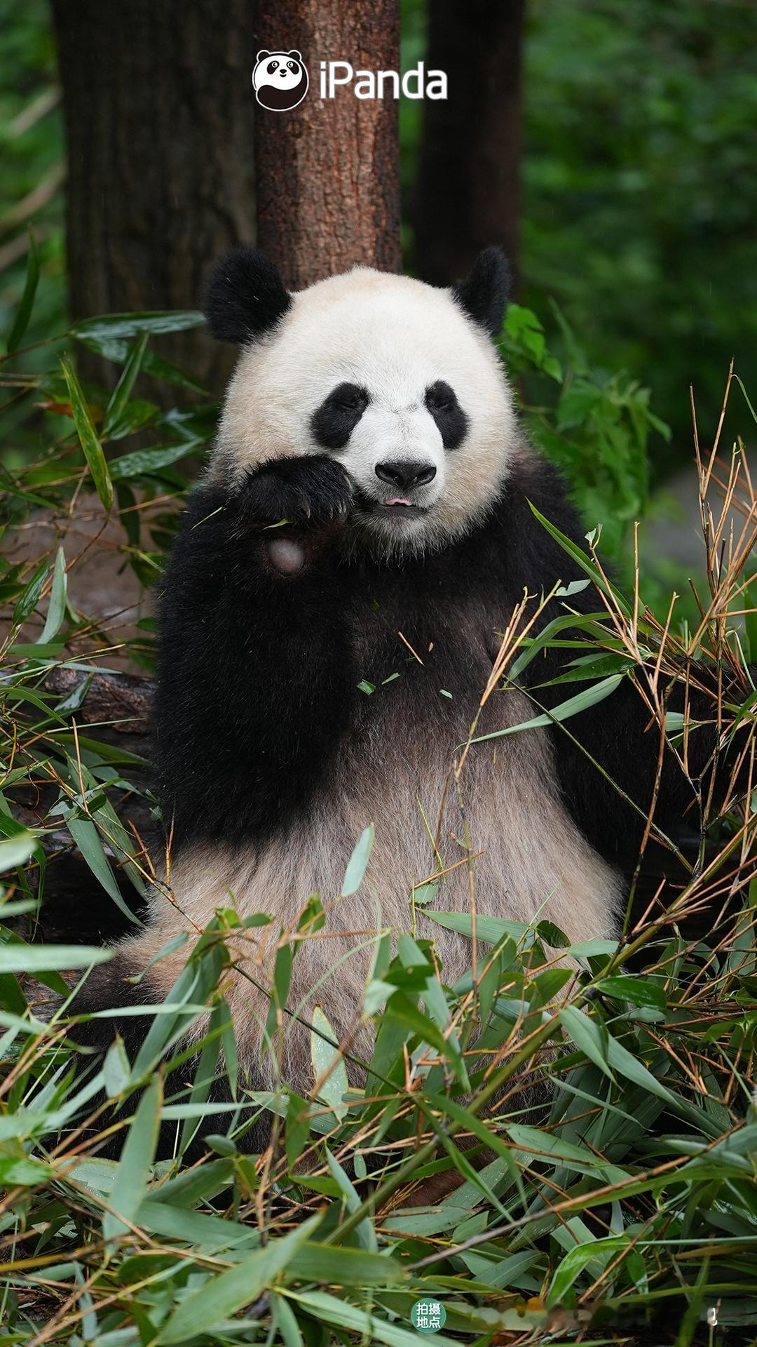 又到周一！[干饭人]来一组大熊猫干饭壁纸，希望你接下来的一周都干劲满满！熊猫趣图
