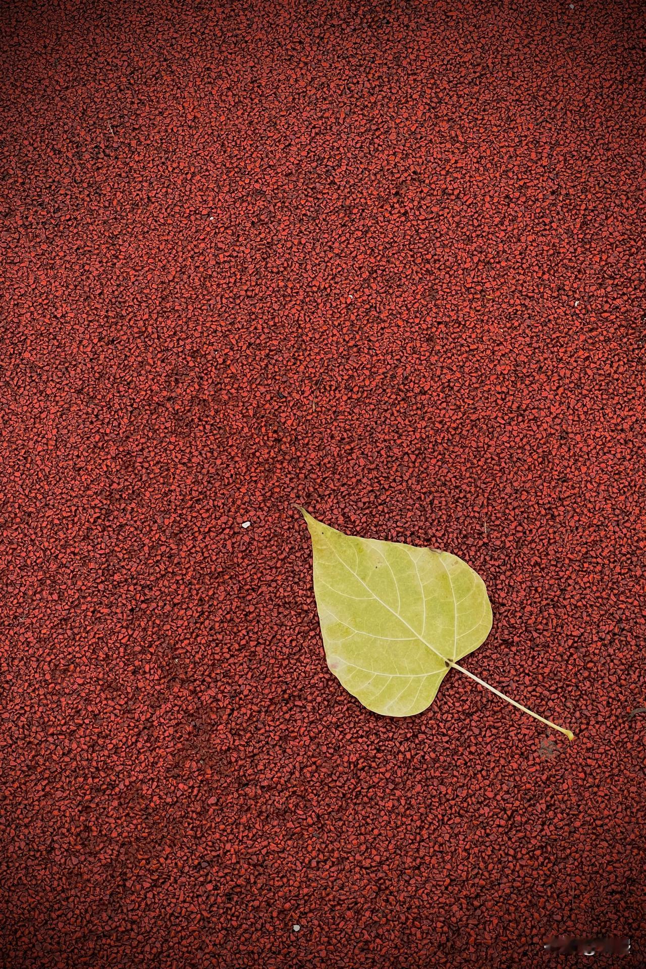 漫步在落叶飘零的林间小路，感受雨中的气息，记录每一片落叶都是岁月的痕迹。