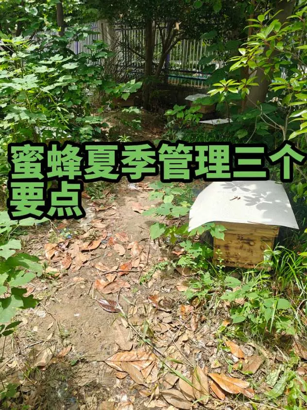 夏季管理蜂群的三个要点