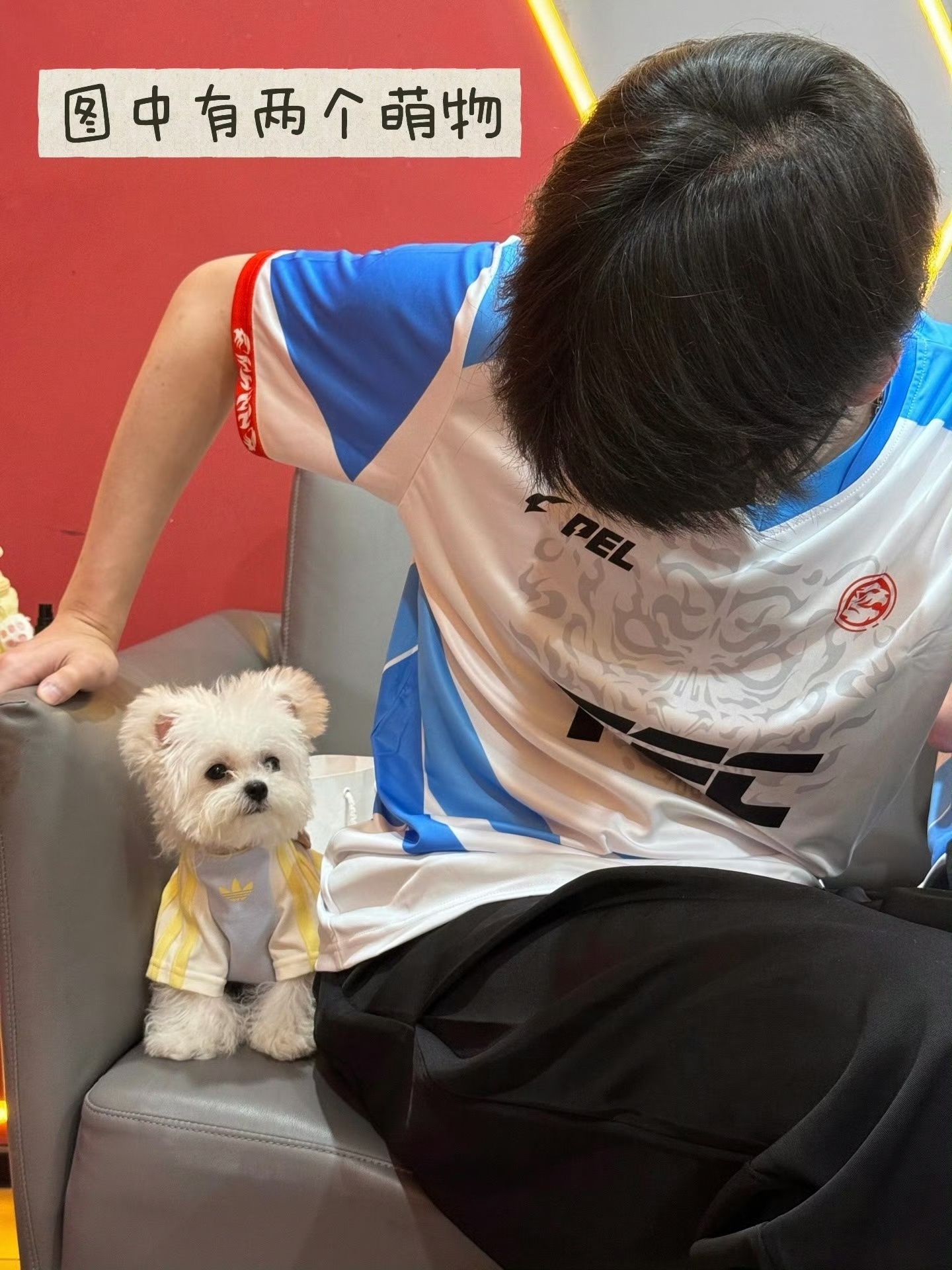 PEL季后赛第二日有什么大事跟我的八月说去吧萌萌的小多比和萌萌的鸽🕊️