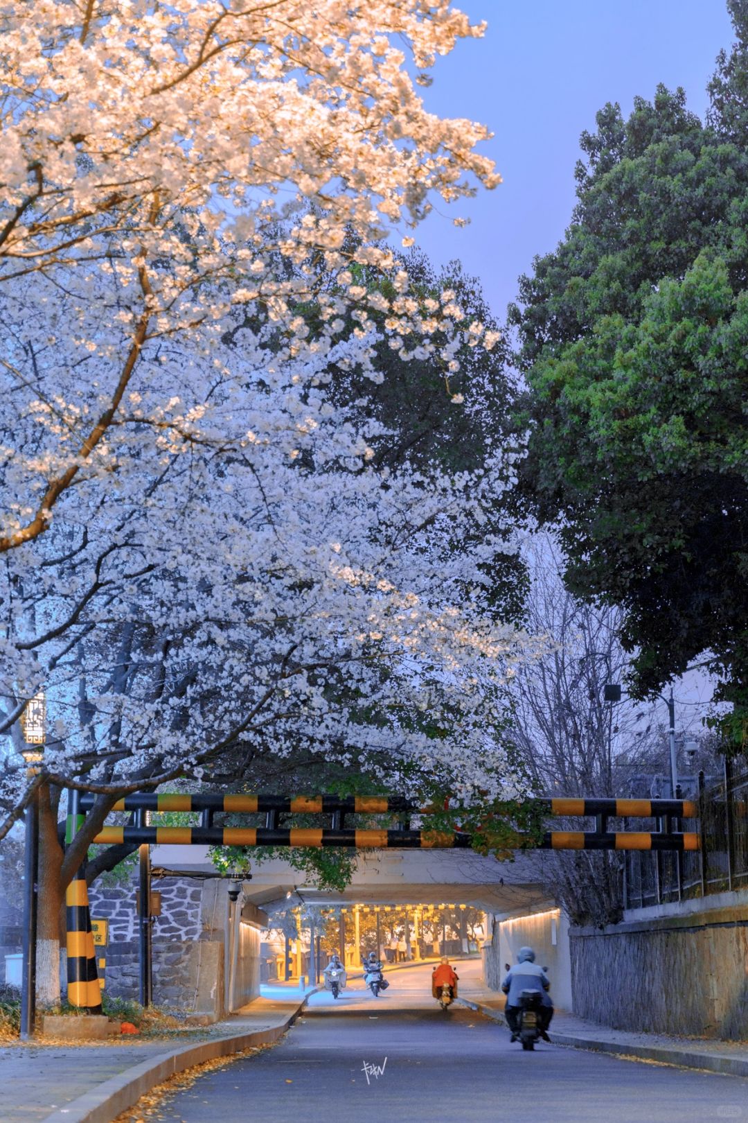 比起杭州其他赏樱地❗️更爱这个蓝调樱花隧道