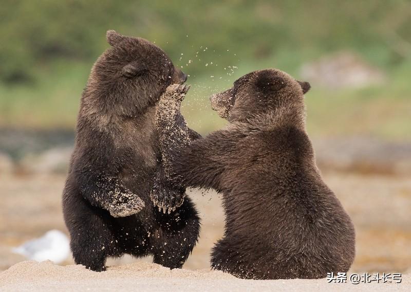 这两天我为一个话题撒了一次欢儿，就像一个熊孩子，出门与邻村的孩子们打了一架！
【