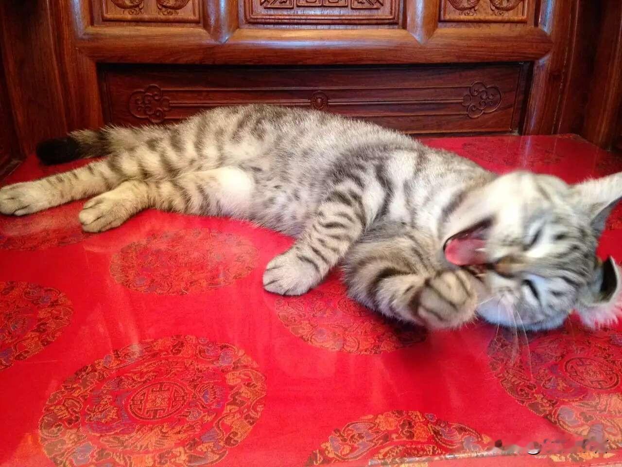 萌宠日常：我家猫咪的可爱瞬间🐱💕