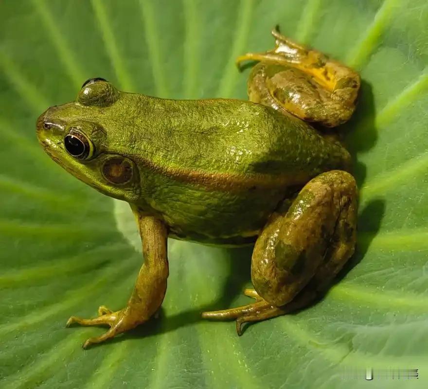 青蛙在你们那里的方言叫什么呢在我们路桥青蛙的方言叫O膜青蛙方言叫法 方言青蛙