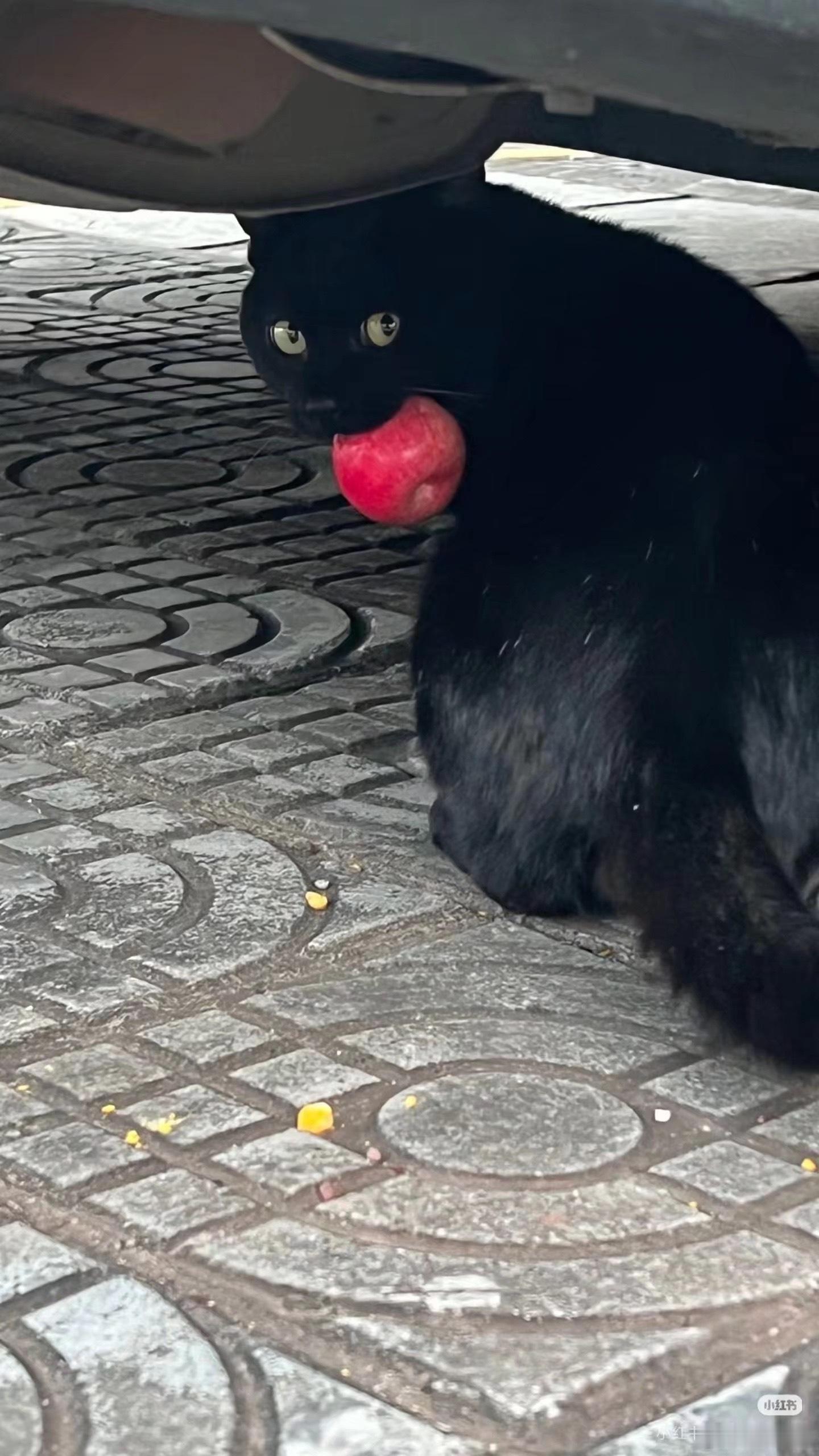 本月最佳黑猫照片 