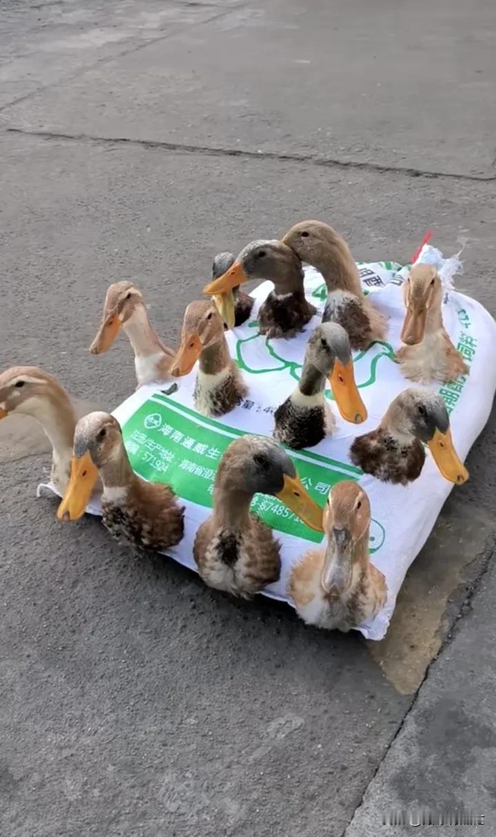 开心点，带你们出去旅游[看]