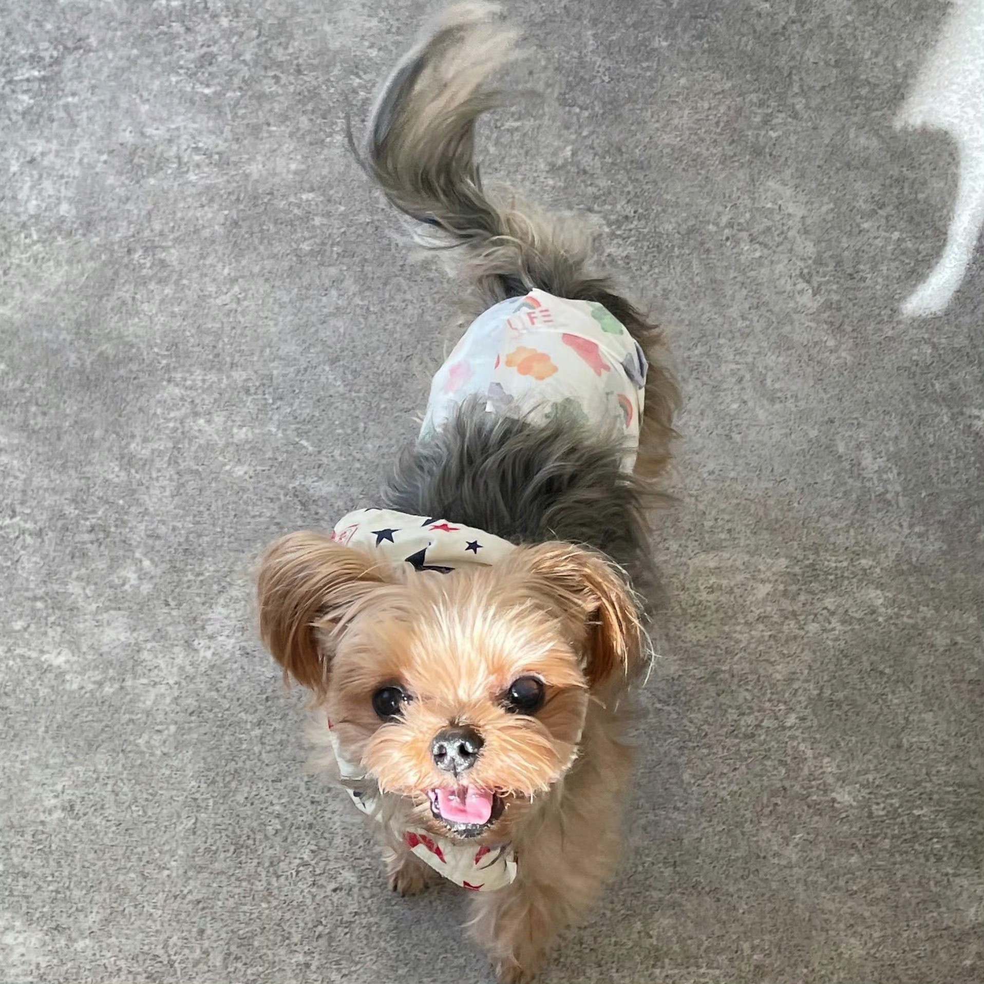 🐶૮・ᴥ - ა  专栏 · 兔兔的日记本