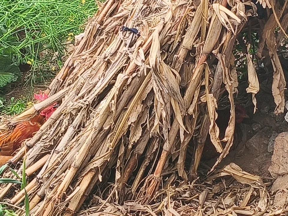 这对鸟，可是大鸟，能下蛋改善人们生活的鸡。
老母鸡下蛋，脸红脖子粗。大公鸡在外面
