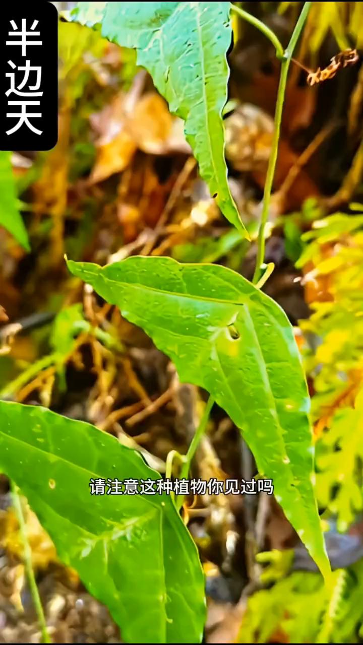 半边天。
请注意，这种植物你见过吗？叶子长这样的，非常稀少，非常珍贵，懂得它的人