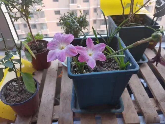 今天分享下浇水也能养活的花1、沙漠玫瑰它的花朵比较大，植株长得像一棵茁壮漂亮，株