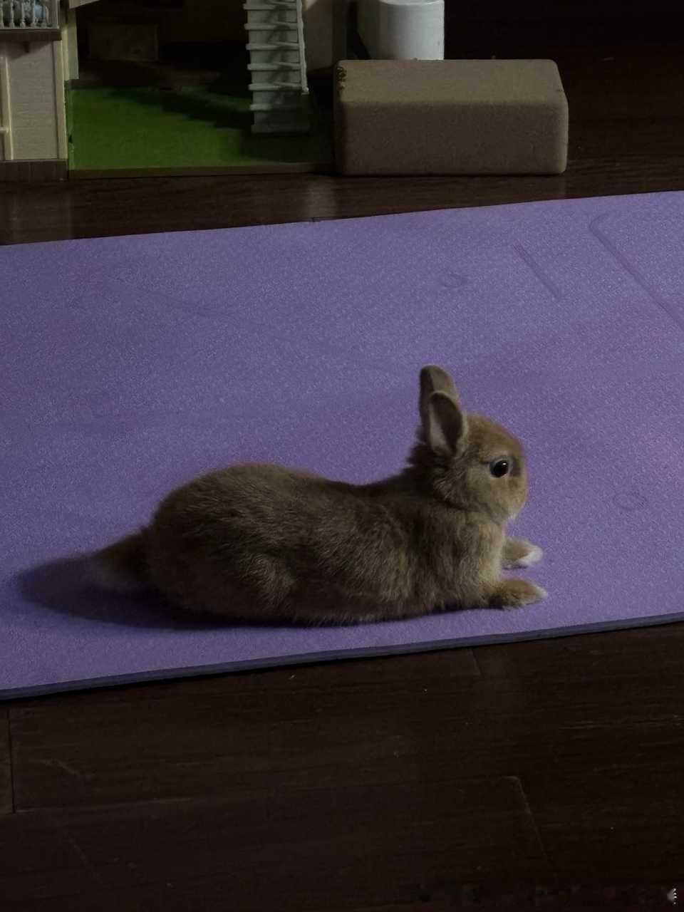 13758🐇【狮身兔面像和袋鼠】 