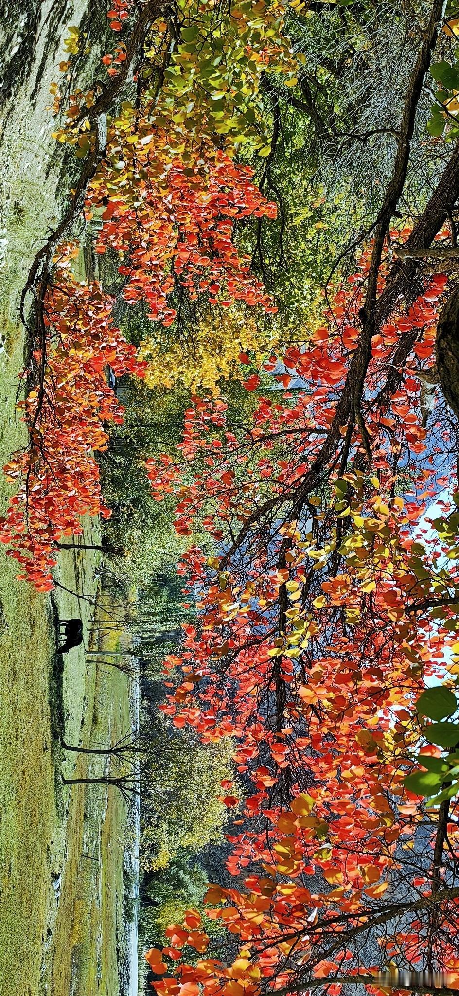 层林浸染，山野赴一场盛大的秋。红杏枝叶漫过枝桠，艳红、暖黄与翠色交织，在阳光下层
