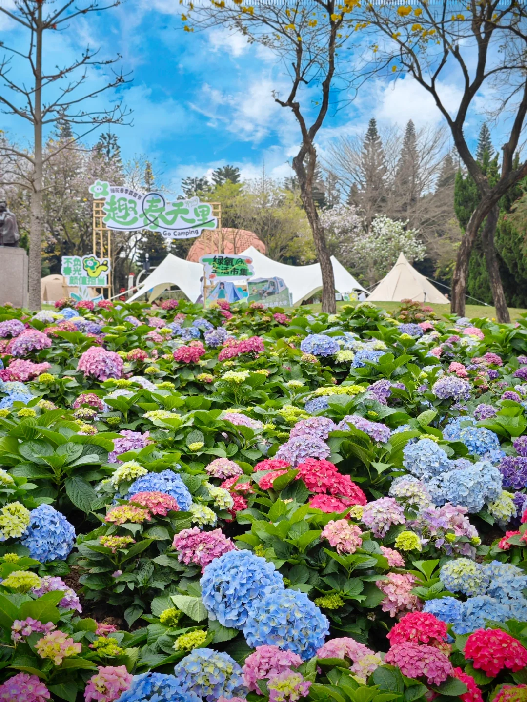 属于广州的莫奈花园🌸🌼绣球花海太美了‼️