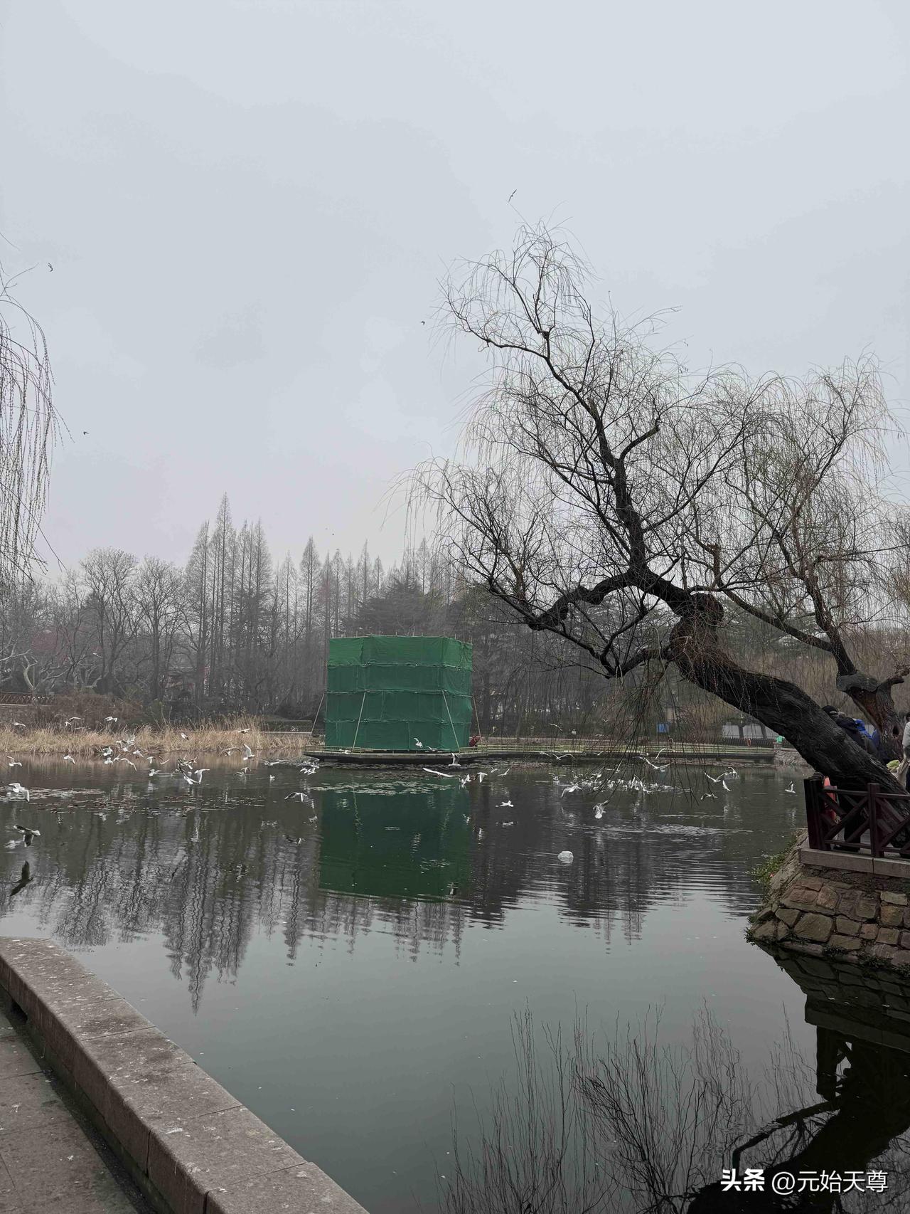 春日生活打卡季我昨天去青岛中山公园打卡了，我第一时间就去看看海鸥还在不在小西湖了