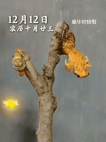 太罕见了！深夜院子里找东西，居然撞见两只金蝉凑一块儿脱壳，这运气简直是开了挂！