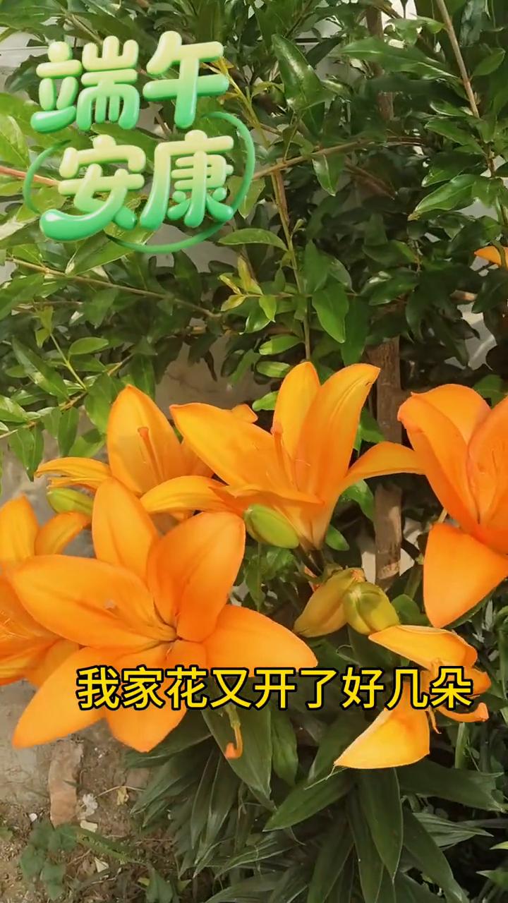 我家花又开了好几朵。
端午安康。