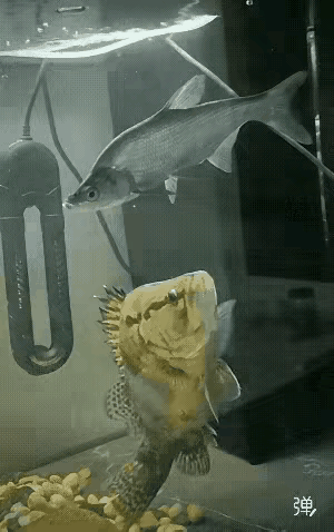 同室操戈，相煎何急，下如此狠口，太伤感情了[捂脸]何逼动干戈