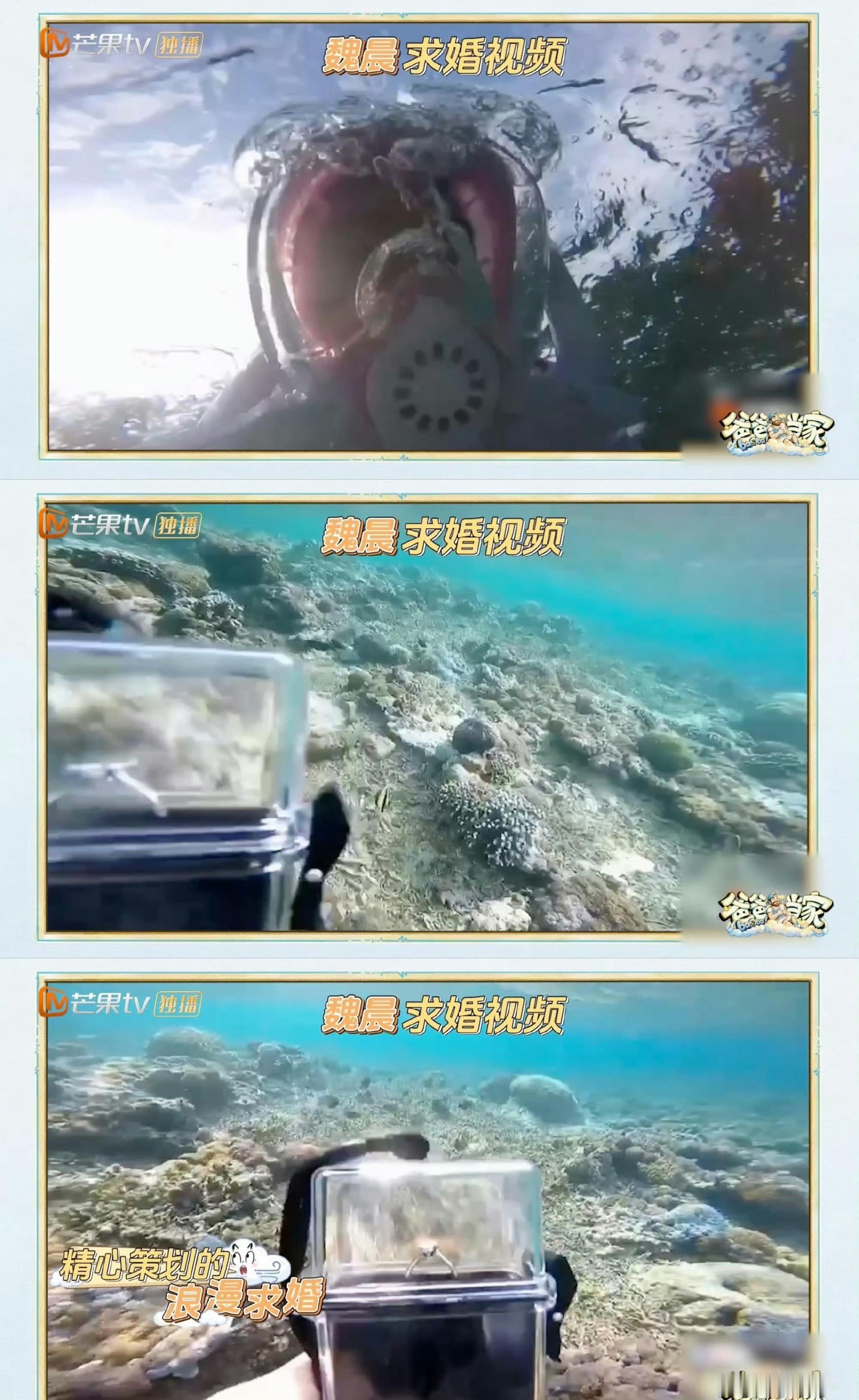 魏晨水下求婚 老婆只顾着追鱼 魏晨回忆求婚往事，海底浪漫计划惨遭 “截胡”，老婆