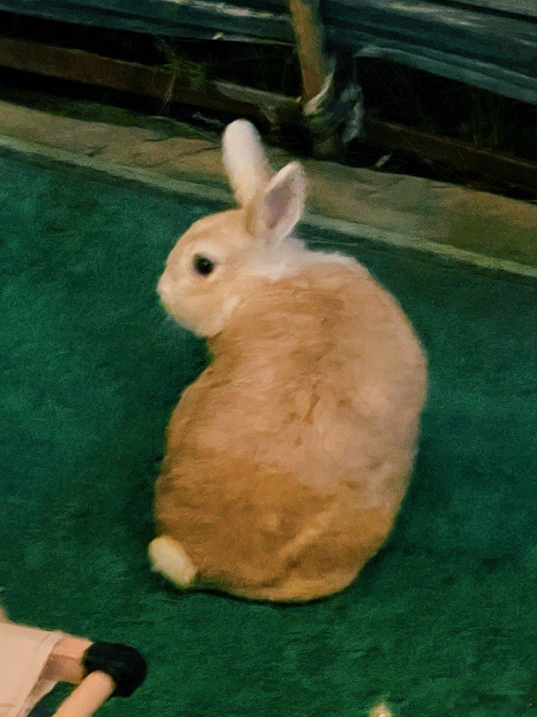 兔蹦鸭乱拉猫独霸一方 