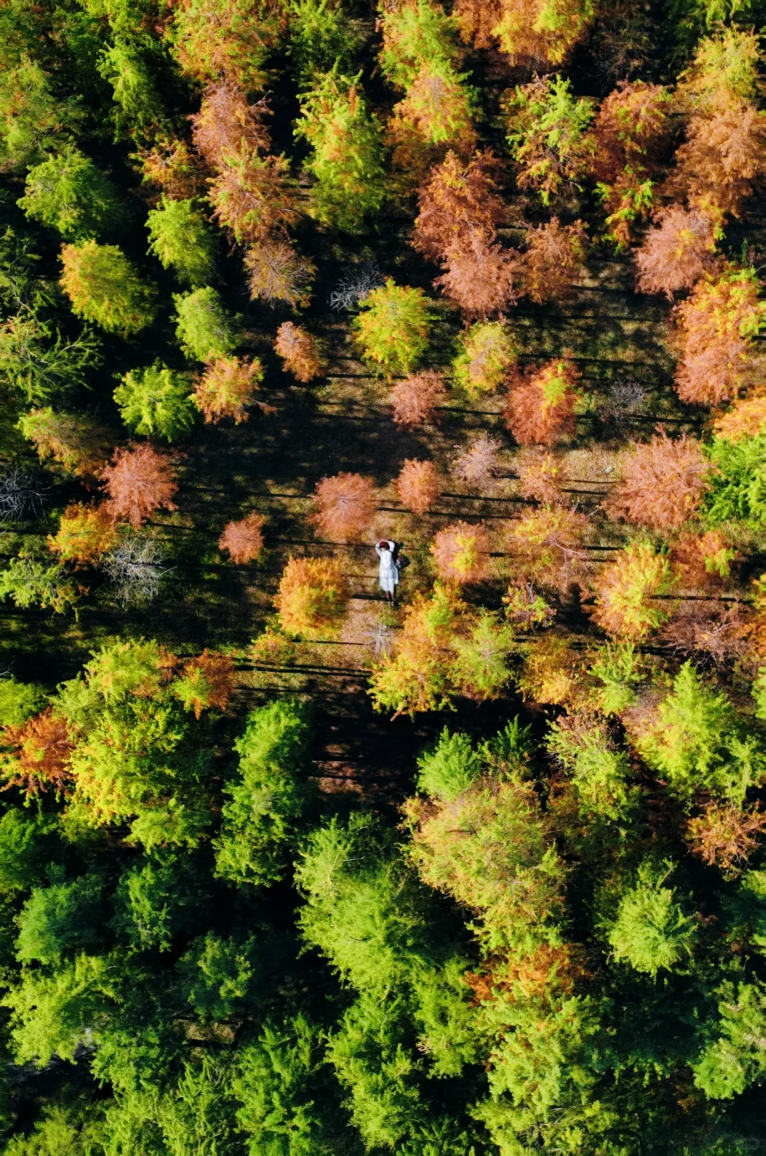 大观湿地第一抹焦黄🍂期待广州落羽杉的美