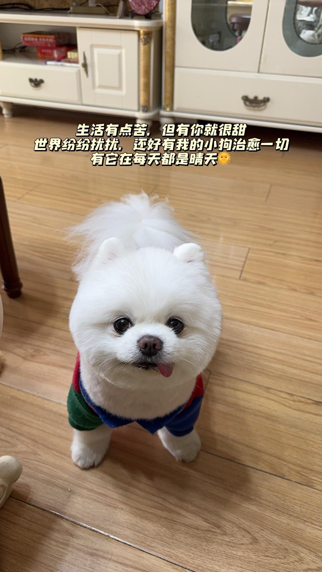 随变一拍都很夯 随变ai随便玩