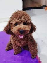 淑顺热看
