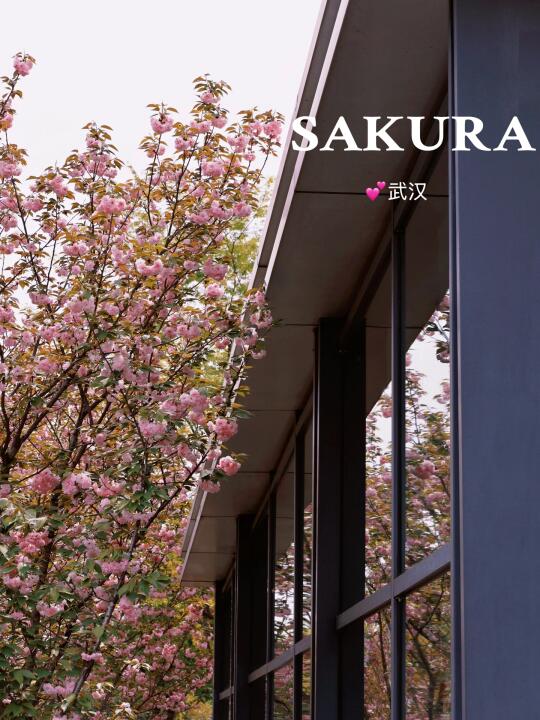 大花岭地铁站B口樱花开炸啦🌸