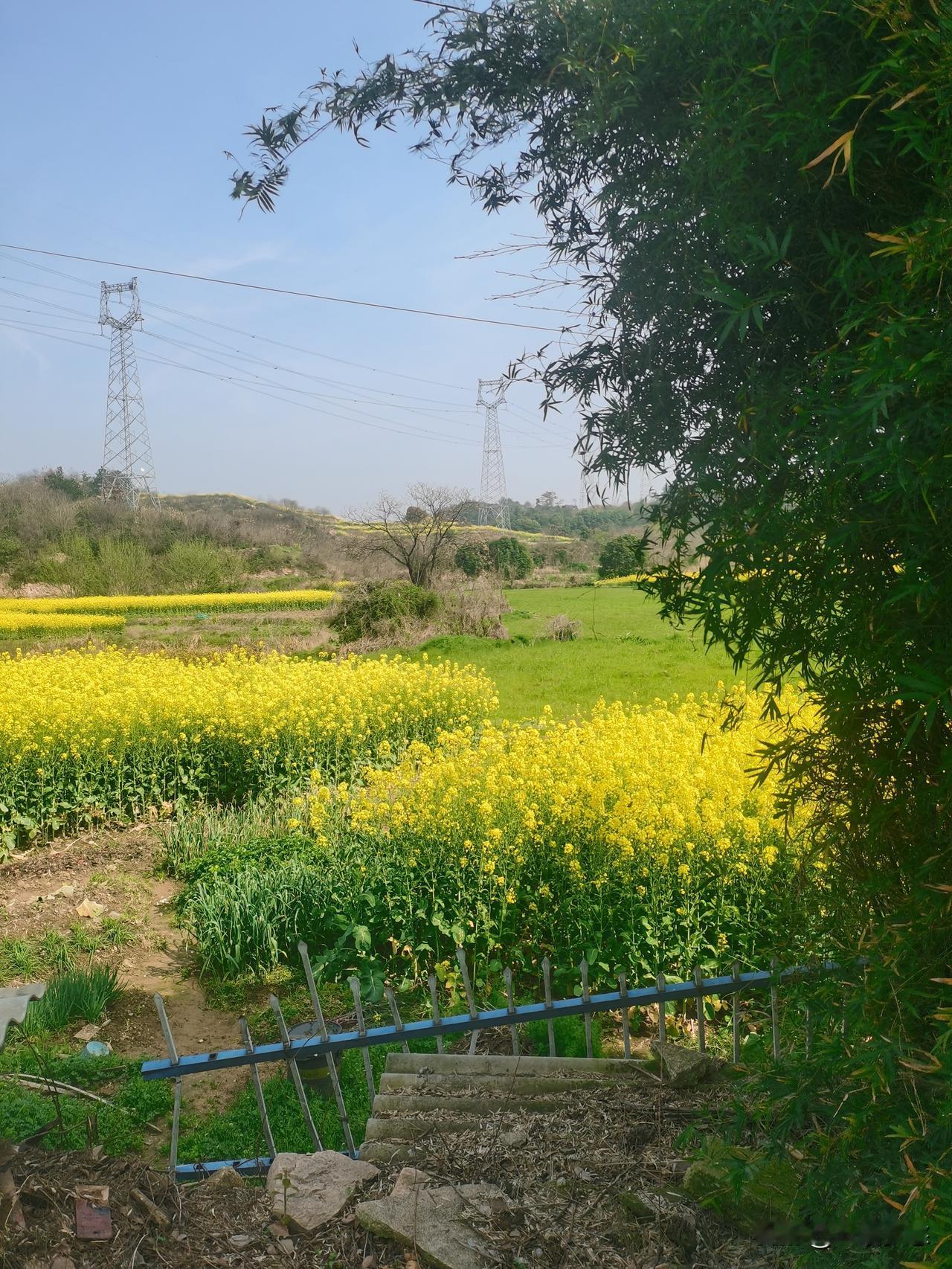 很多年没在这个时节回老家了，家乡的景色太美了！可惜，花期太短，转瞬即逝。

我们