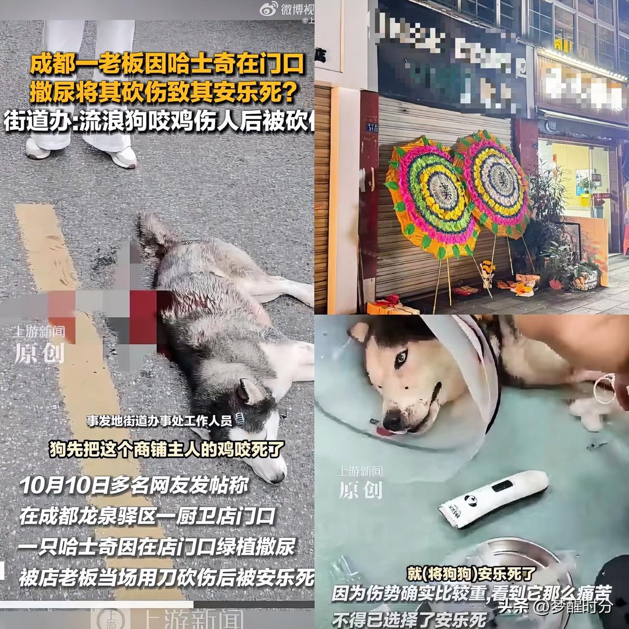 论爱狗人士有多嚣张。

成都这一家商店老板太惨了，自家养的鸡被流浪狗咬死，前去驱