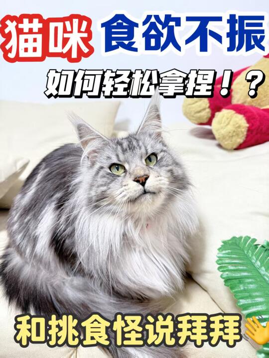 🐱 挑食猫的救星！主子干饭到打呼噜～