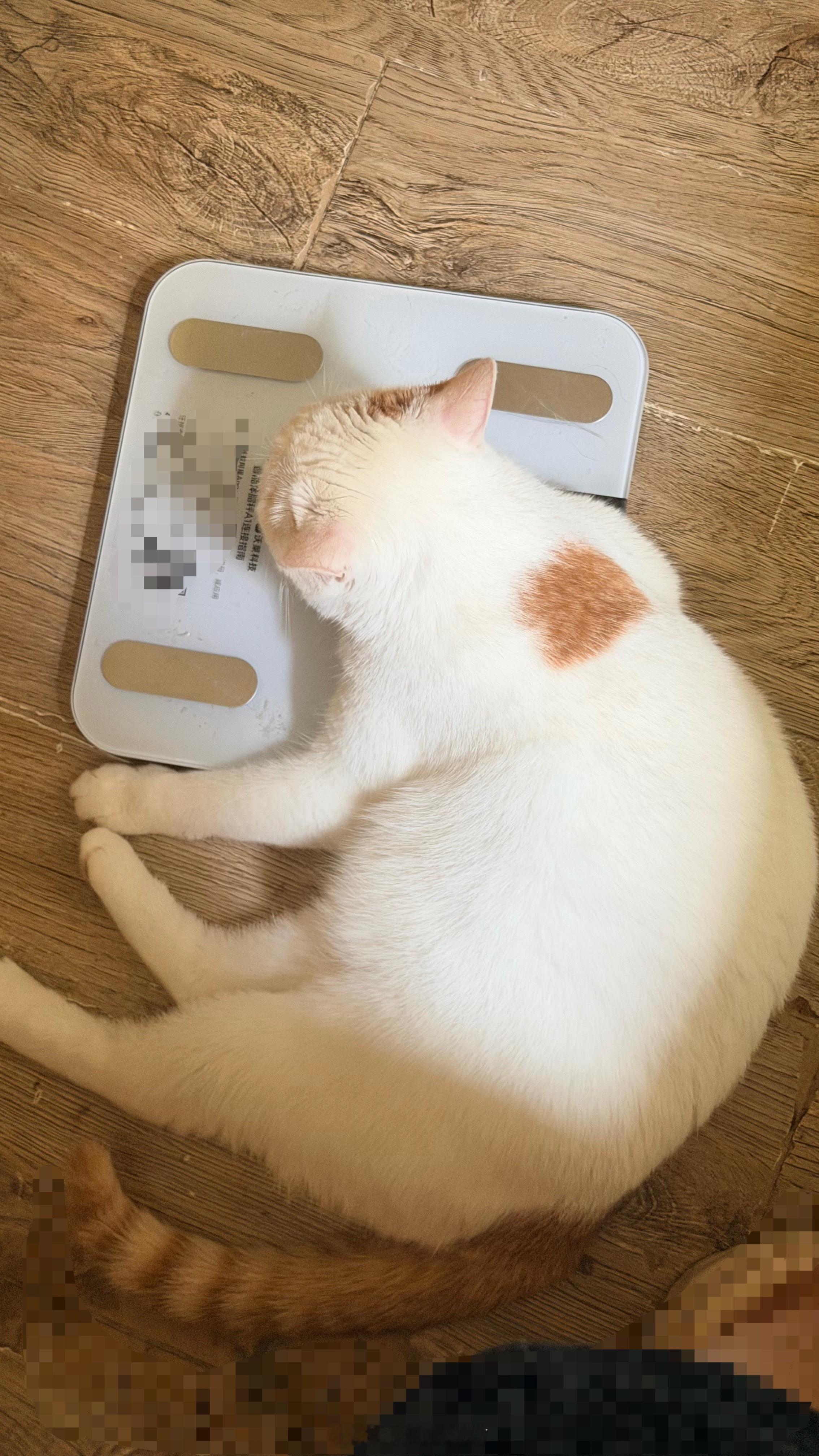 我真是养猪一把好手！张丑水