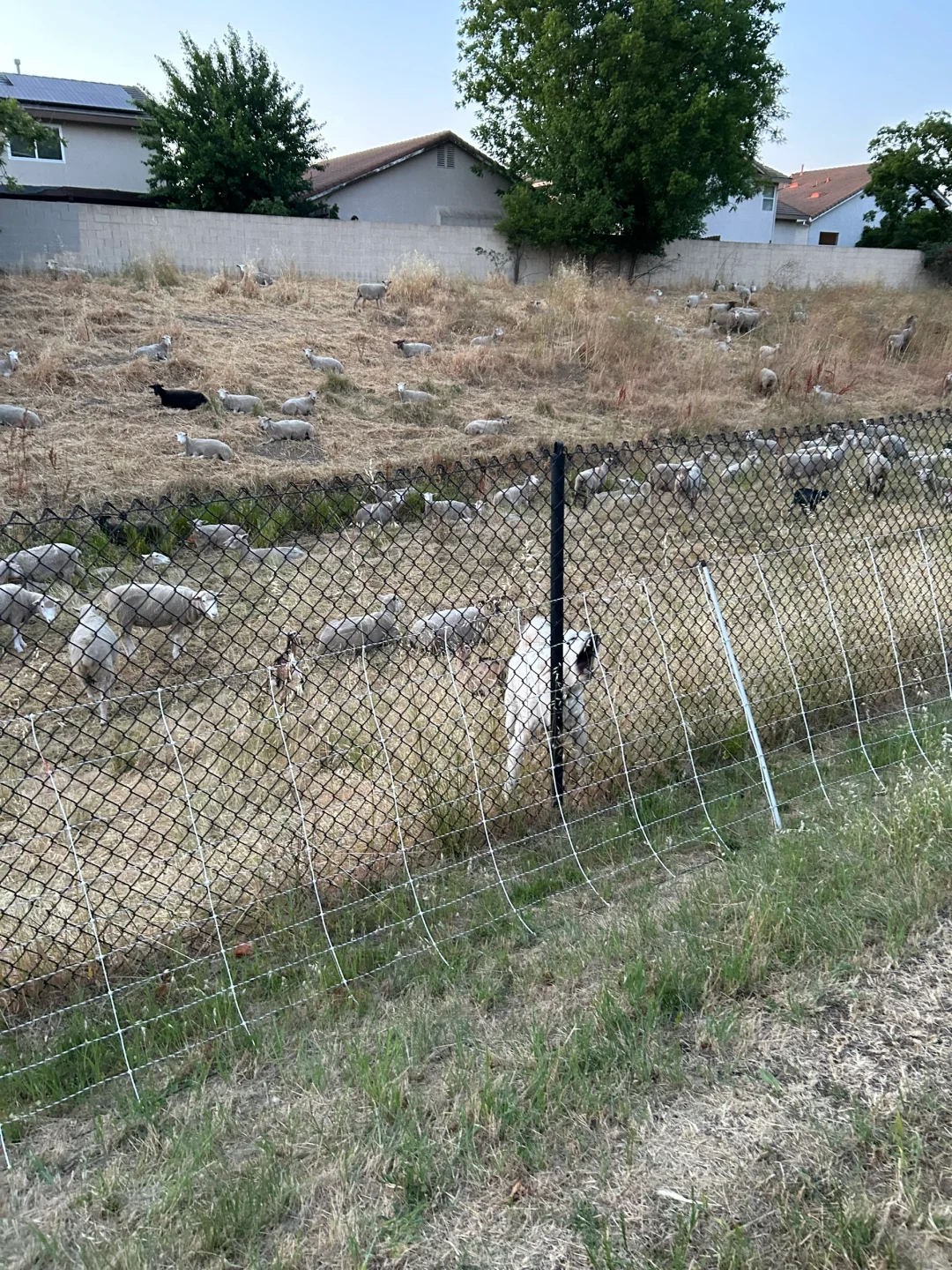 牵着奥特曼看羊被牧羊犬吼了