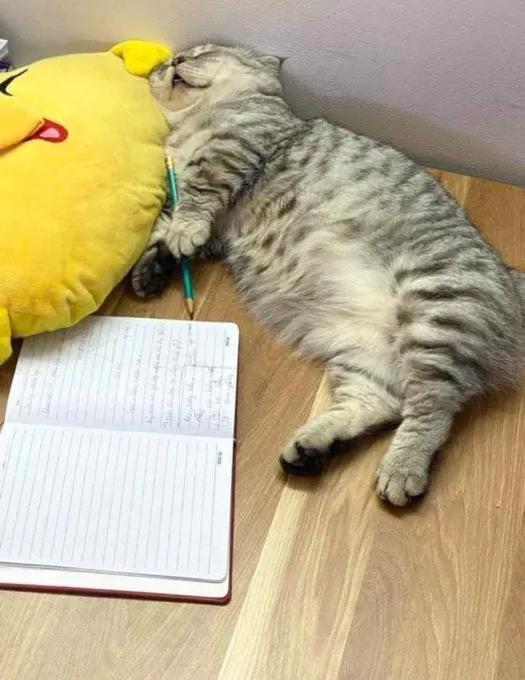 😇😇😇， tired of studying

一看就是学习太累了！