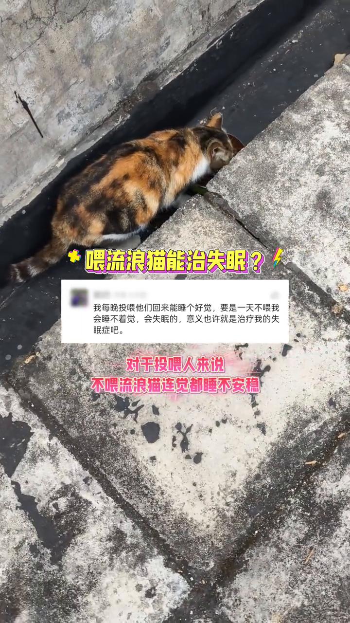 喂流浪猫能治失眠？
我每晚投喂它们回来能睡个好觉，要是一天不喂我会睡不着觉，会失