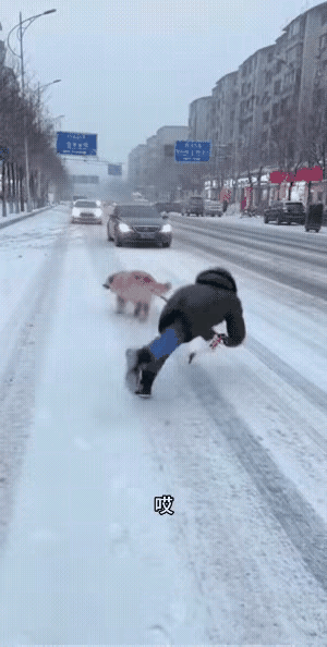 笑死个人了，这是。据网载，有一个男子出门牵绳遛狗时，一不小心被滑倒在地上。这下可