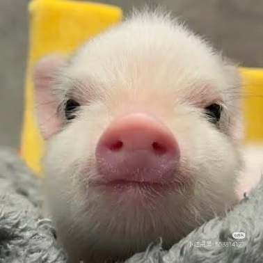 想念一只🐷 