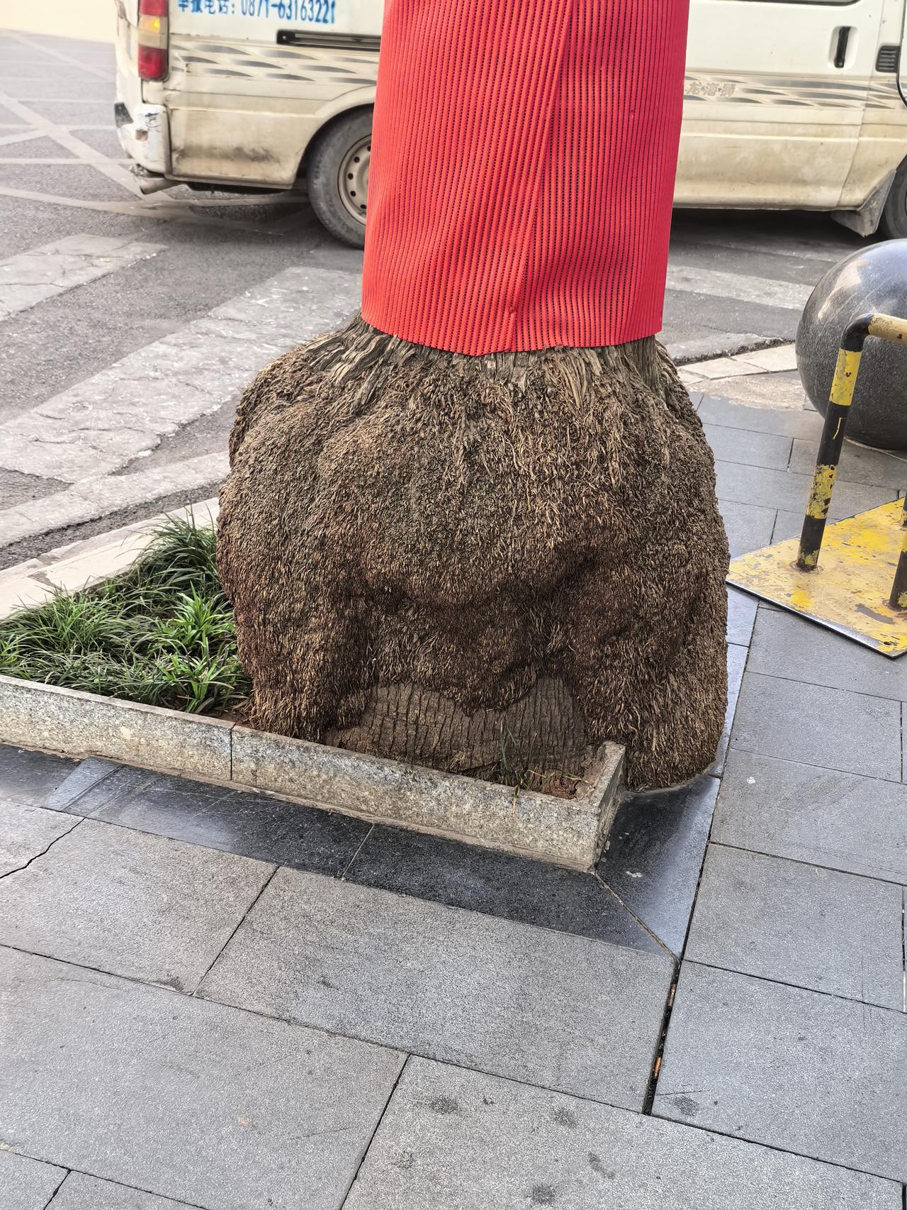 玩强的大树，为啥要对其这样呢？