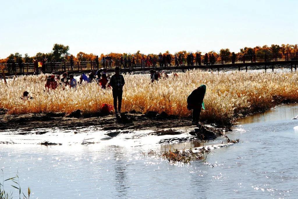#秋日生活打卡季#
#晒出你眼中最美的秋景#


【黑城弱水怪树林 枯木落日霞满