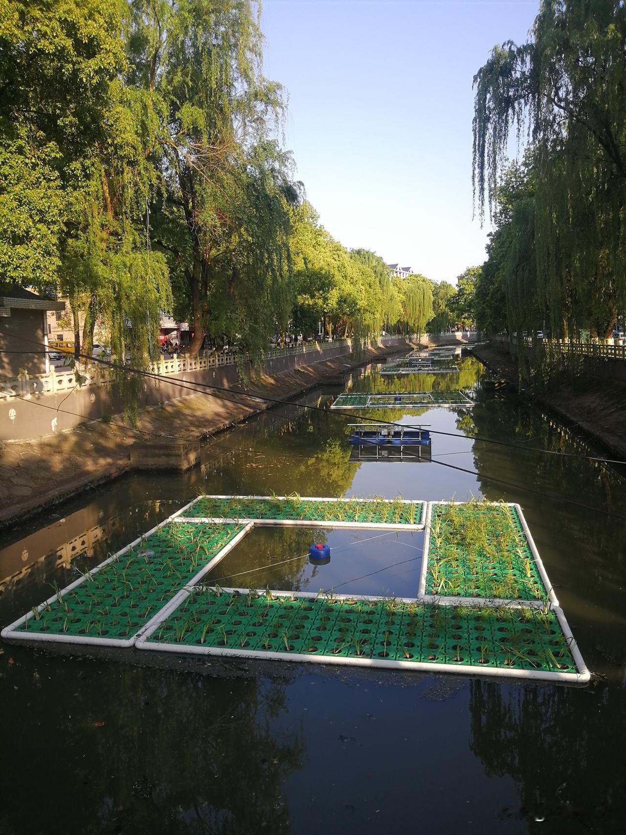 下面图片中的河面上铺是什么，您知道吗？

今天下午路过护城河时，猛然发现河面上铺