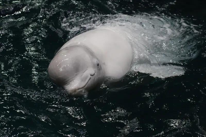 外交部回应加拿大出售白鲸给美国 外交部回应加拿大出售白鲸给美国这事儿还挺值得说道