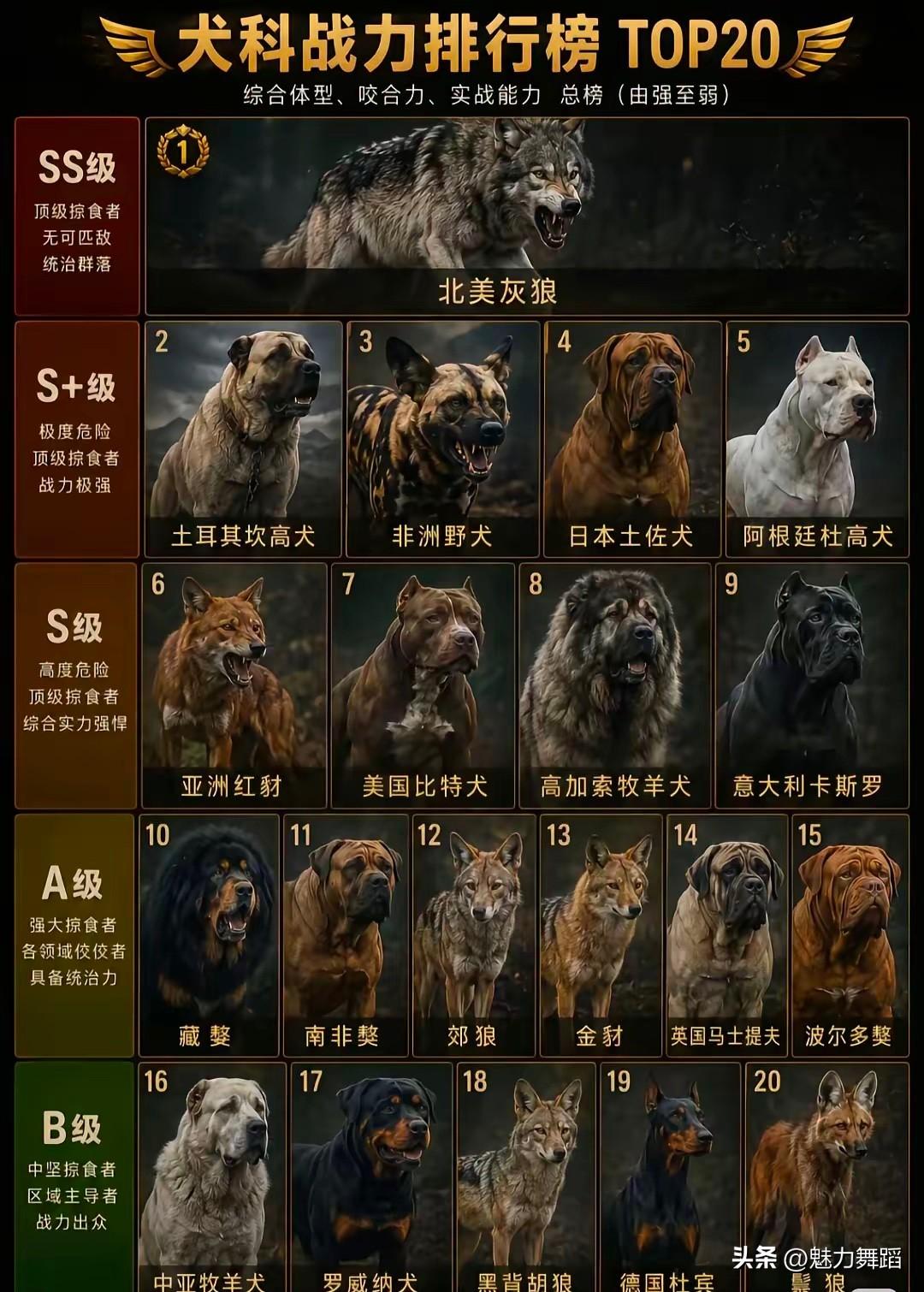 非洲二哥班鬓狗表示不服！排第一先不说，这份排名居然没有非洲二哥班鬓狗，成何体统啊