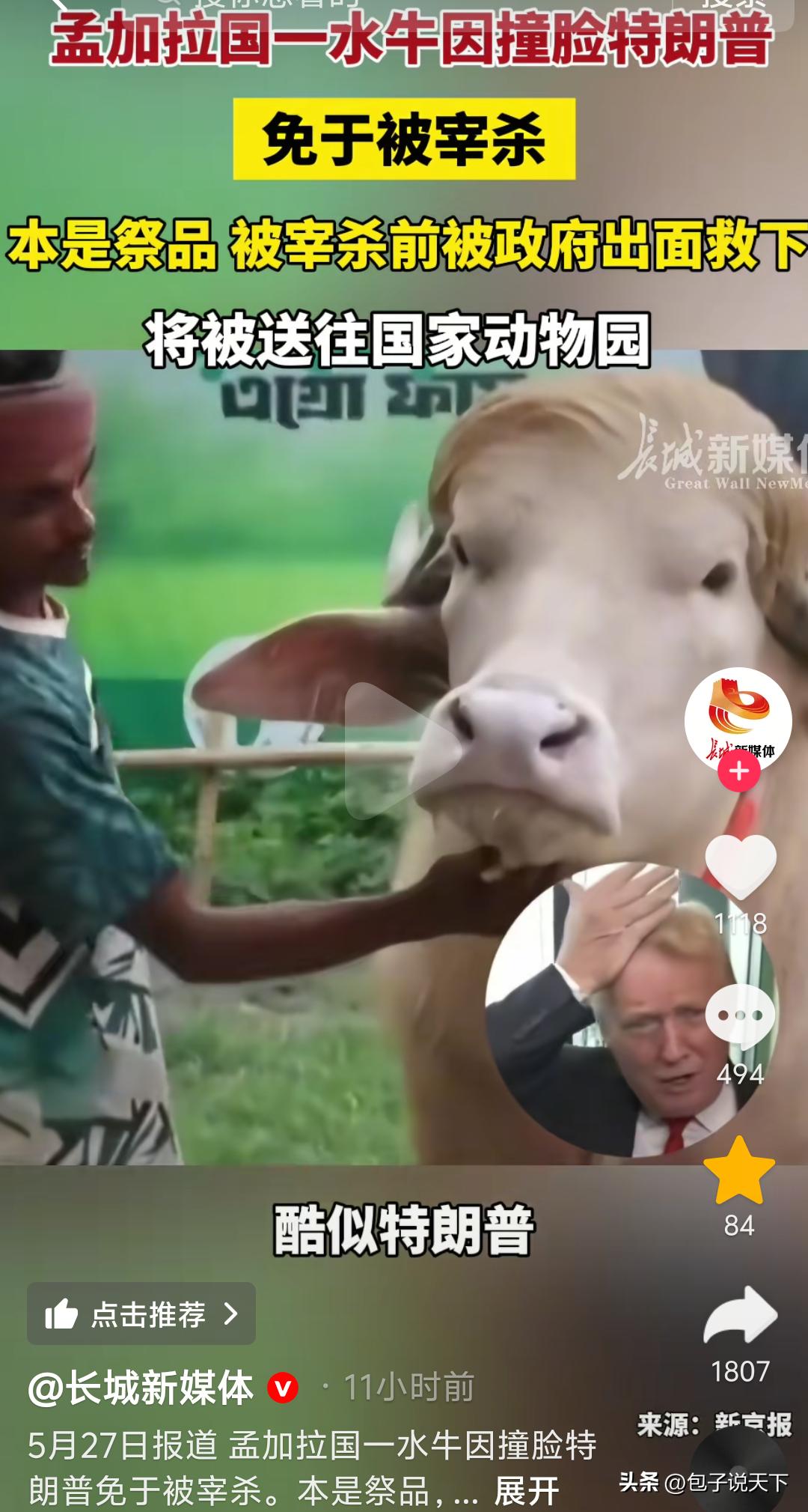 离谱！孟加拉一头待宰水牛，竟因“长相特别”被政府救下送动物园。

近日，孟加拉国