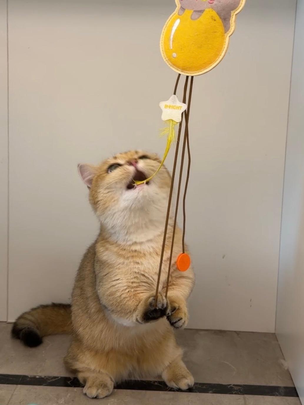 小嘟咪 ​​​