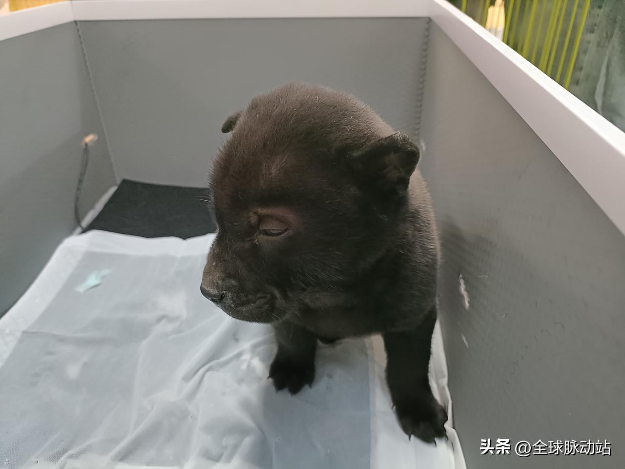 今天去逛宠物展，被一只小黑狗吸引脚步，看它努力工作的样子，是真的可爱，眼睛都睁不