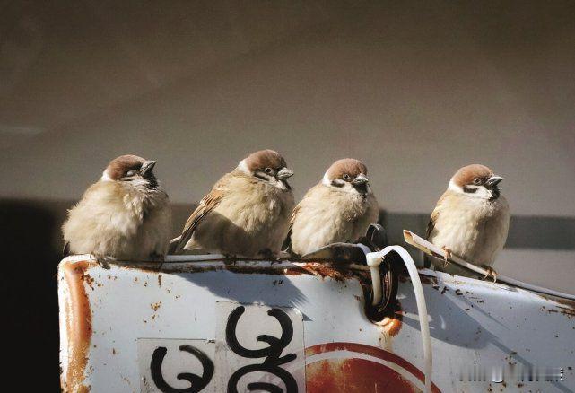 “一只麻雀等于四两人参”，有人饲养麻雀不为卖肉，只为收集粪便，麻雀屎到底有什么用